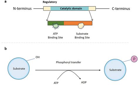 A Protein Kinase is an Enzyme that Functions in Which of the Following Ways? Exploring the Multifaceted Roles of Protein Kinases in Cellular Signaling