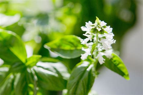 Are Basil Flowers Edible? Exploring the Culinary and Aesthetic Potential of Basil Blooms