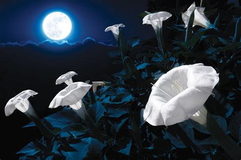 Are Moon Flowers Perennials: A Journey Through the Night's Bloom