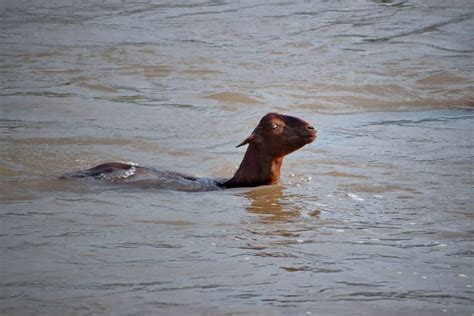 Can Goats Swim? Exploring the Unlikely Connection Between Caprine Creatures and Aquatic Adventures