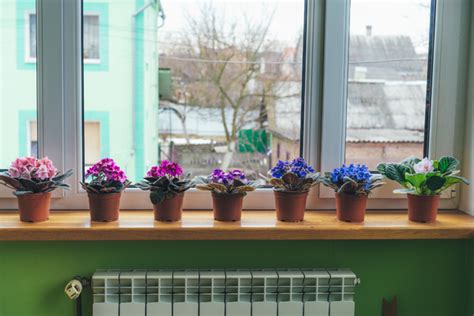 Can I Grow Flowers Indoors? And Why Not Turn Your Living Room into a Jungle?