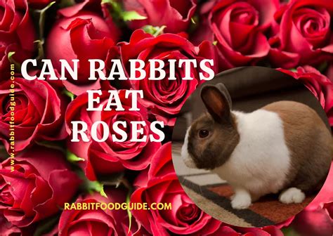 Can Rabbits Eat Flowers? And Why Do They Always Look So Innocent?