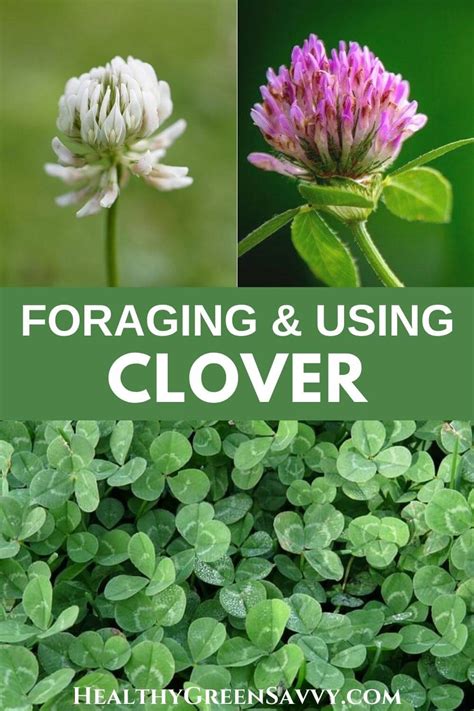 Can You Eat Clover Flowers? Exploring the Culinary and Nutritional Possibilities