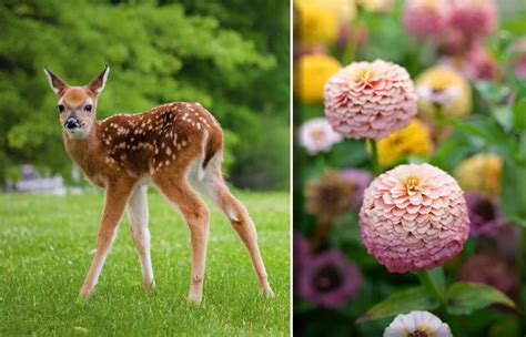 Do Deer Eat Zinnia Flowers? And Why Do They Sometimes Prefer Picnic Blankets?