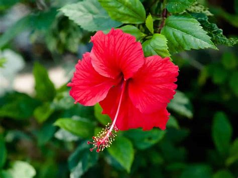 Do Hibiscus Flowers Close at Night and Why Do They Dream of Moonlight?