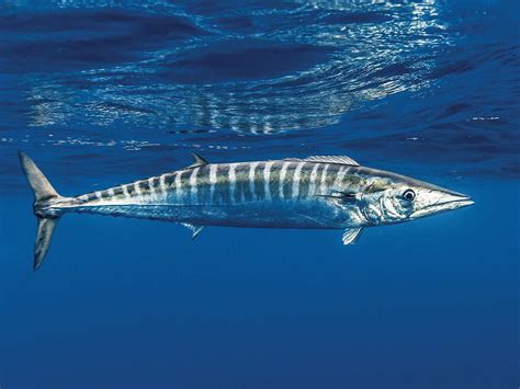 How Fast Do Wahoo Swim: Exploring the Depths of Marine Velocity and Beyond