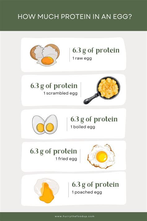 wie viel protein hat ein ei: A Journey Through Culinary Curiosity and Nutritional Wonders