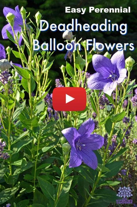 How to Deadhead Balloon Flowers: A Journey Through the Whimsical World of Gardening