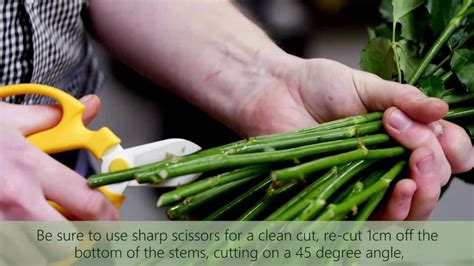 How to Trim Flowers for a Vase: And Why Your Cat Might Be the Best Gardening Assistant