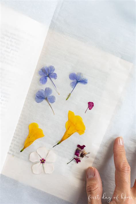 How to Use Pressed Flowers: A Journey Through Time and Creativity