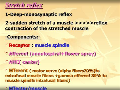 Stretch Reflex Receptors Are Called: A Journey Through the Labyrinth of Neurological Wonders