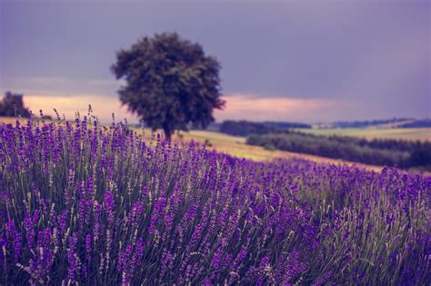 What are the purple flowers in the fields, and why do they seem to whisper secrets to the wind?