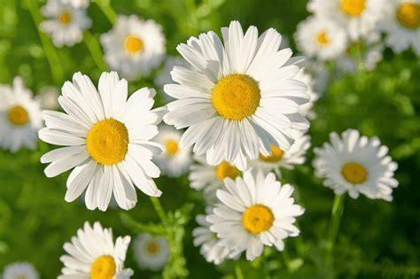 What are white flowers called, and do they whisper secrets to the moon?