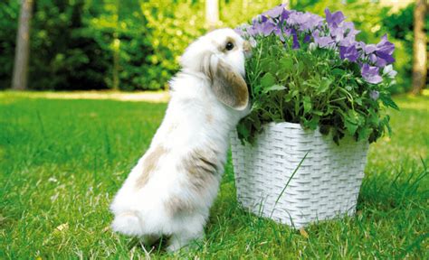 What Flowers Do Rabbits Not Eat? Exploring the Curious Relationship Between Bunnies and Blooms