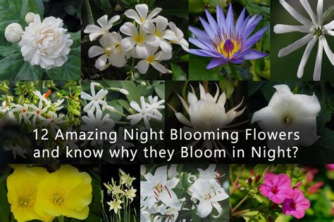 What Flowers Only Bloom at Night: A Journey into the Mysteries of Nocturnal Blooms