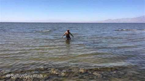 What Happens If You Swim in the Salton Sea? And Why Do Flamingos Dream of Electric Deserts?