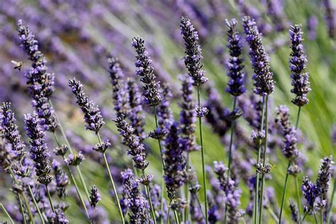 Where Can I Buy Lavender Flowers and Why Do They Smell Like Forgotten Memories?