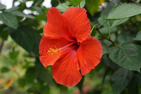 Where Can I Get Hibiscus Flowers and Why Do They Taste Like Rainbows?