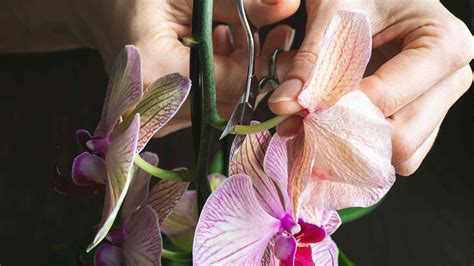 Where to Cut Orchid Stem After Flowers Fall Off: A Journey Through Pruning and Beyond