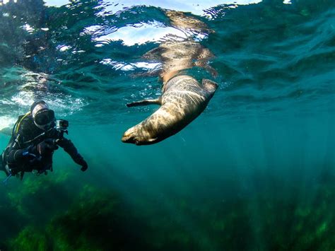 Where to Swim in San Diego: A Dive into the City's Aquatic Wonders and Beyond