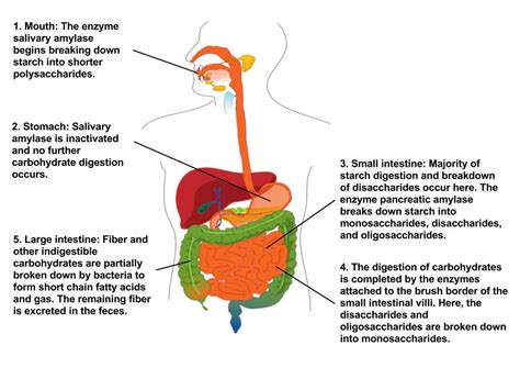 Which of the following statements is not true about carbohydrate digestion? Exploring the Mysteries of Digestive Processes