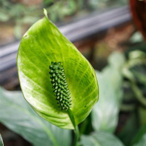 Why Do Peace Lily Flowers Turn Green: A Journey Through Nature's Palette