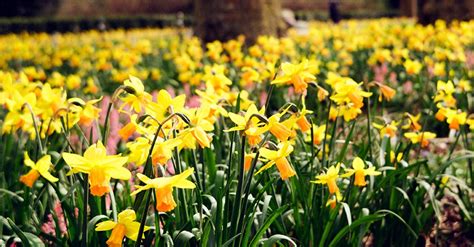 Why Do You Give Yellow Flowers on September 21, and What Do They Have to Do with the Sound of Rain?