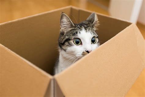 Will Leather Gloves Stretch and Why Do Cats Love Cardboard Boxes?